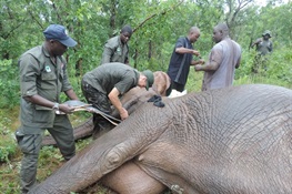 Six Elephants Fitted with GPS/Satellite Collars in August/September to Further Reinforce Ongoing Protection Efforts in Yankari Game Reserve